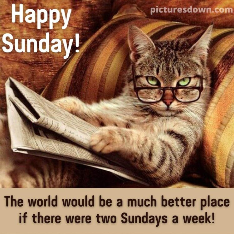 Good morning sunday funny image cat with a book free download