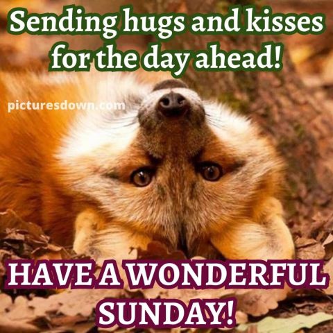 Good morning sunday funny image fox free download