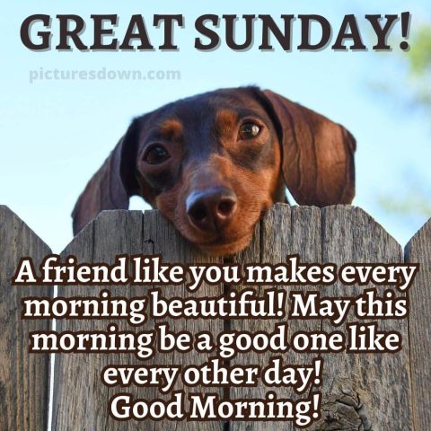 Good morning sunday funny image dog on the fence free download