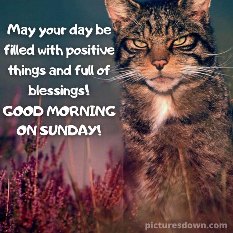 Good morning sunday funny image gloomy cat free download