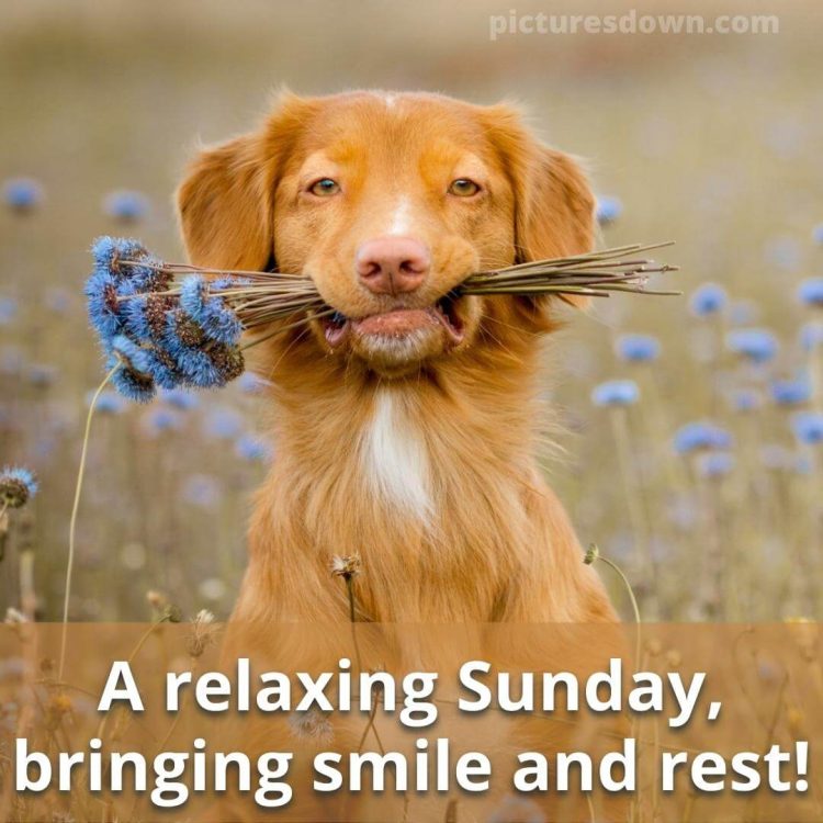 Good morning sunday funny image dog with flowers free download