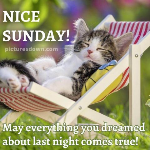Good morning sunday funny image cat in a hammock free download