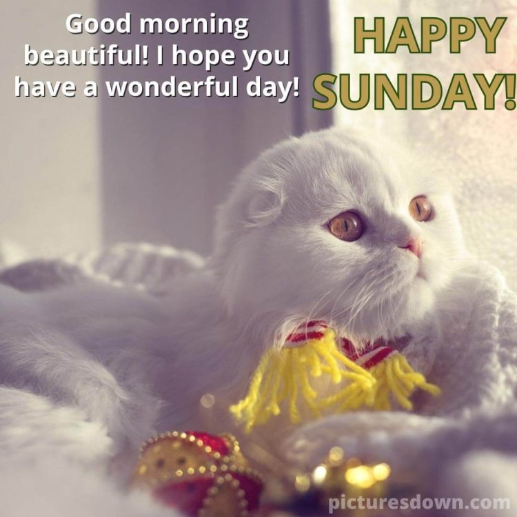 Sunday funny image white cat free download