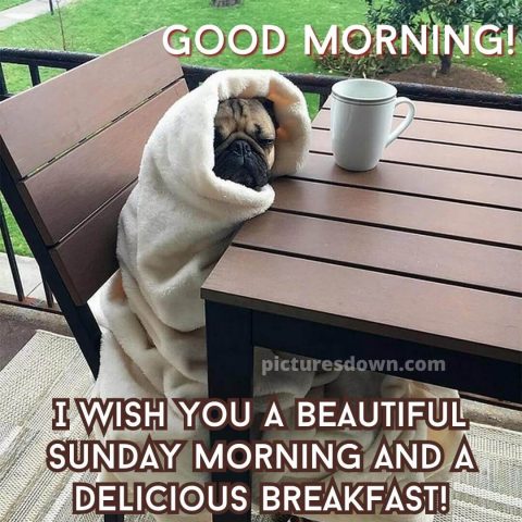 Good morning sunday funny image dog in a blanket free download