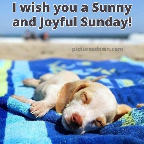 Sunday funny image dog free download