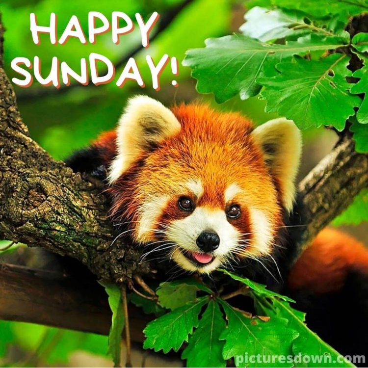 Sunday funny image panda free download
