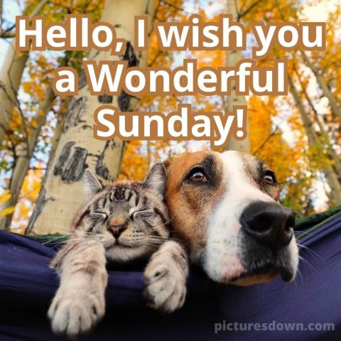 Sunday funny image cat and dog free download