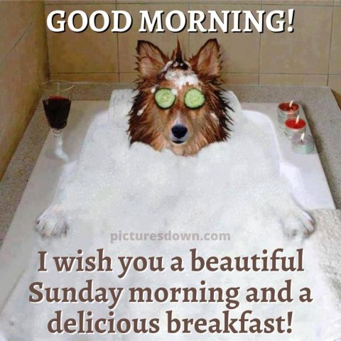 Sunday funny image dog in bath free download