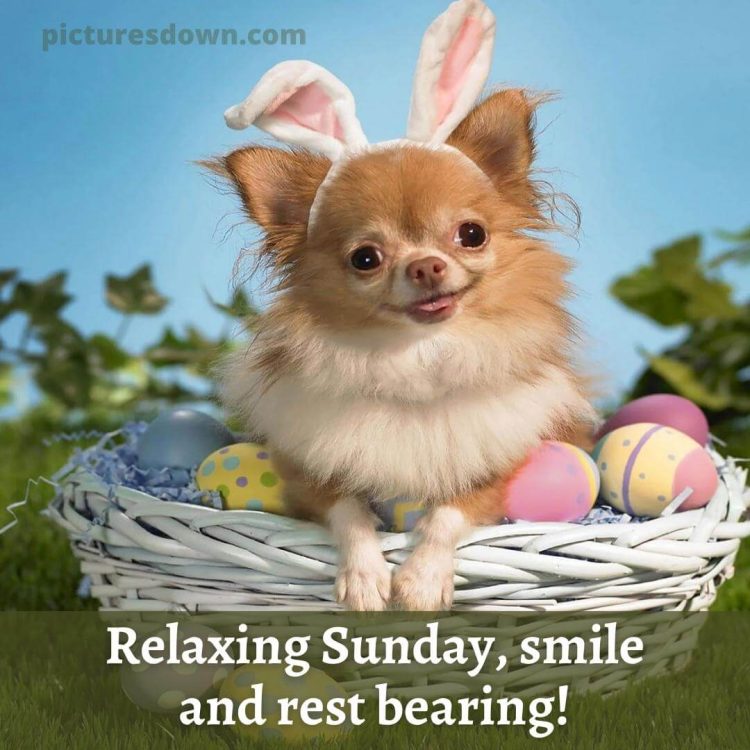 Sunday funny image dog in a basket free download