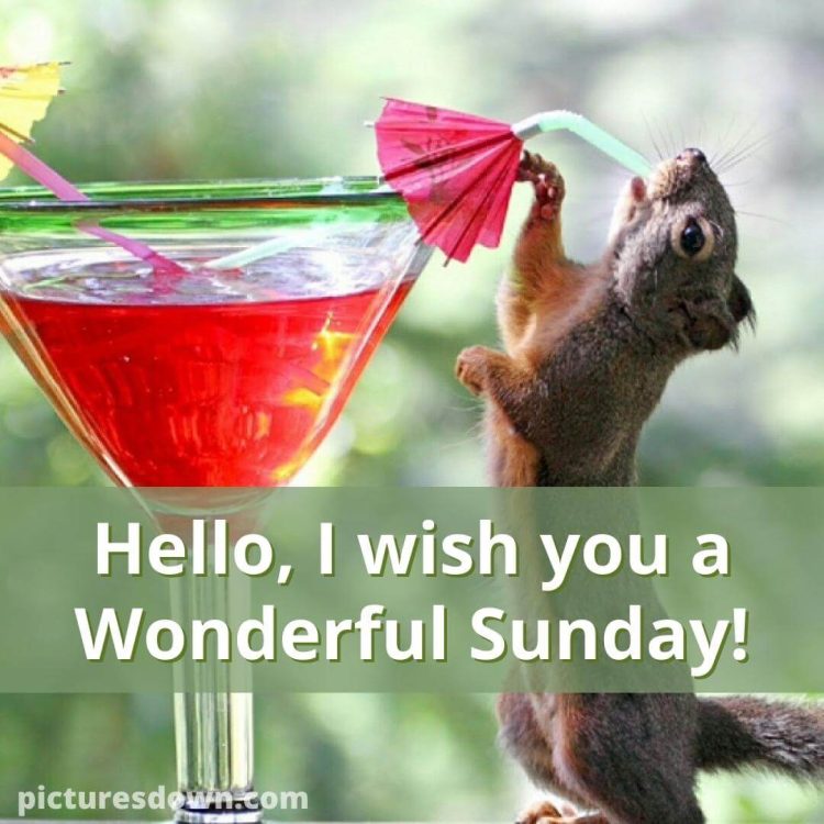 Sunday funny image cocktail free download
