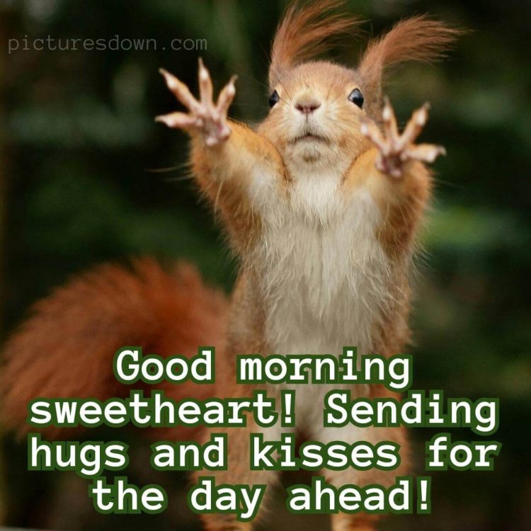 Sunday funny image squirrel free download