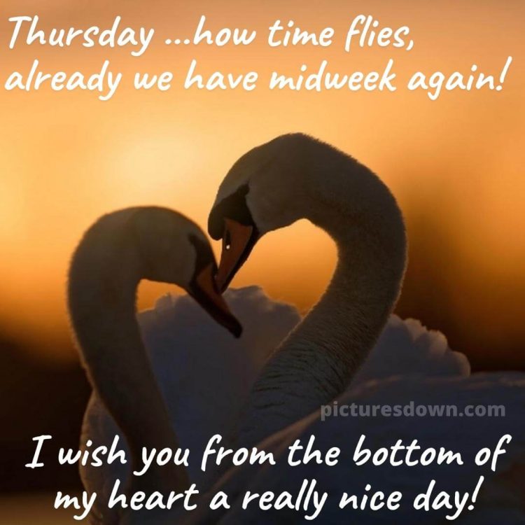 Happy thursday heart image swans free download
