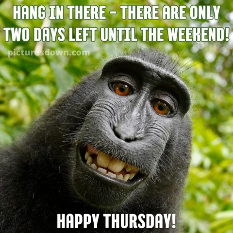 Good morning thursday funny picture monkey free download