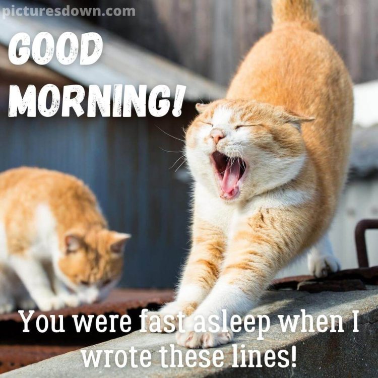Good morning thursday funny picture two cats free download