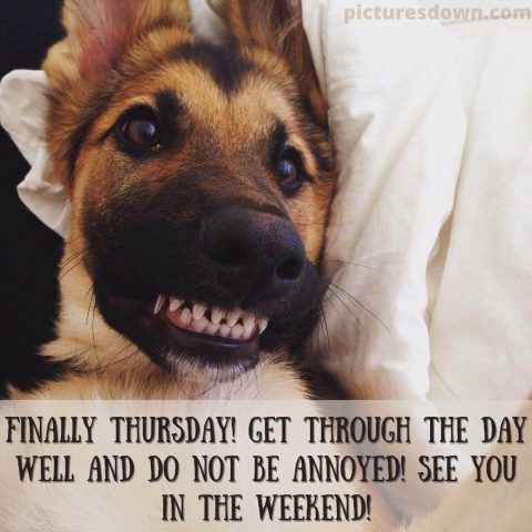 Good morning thursday funny picture dog smile free download
