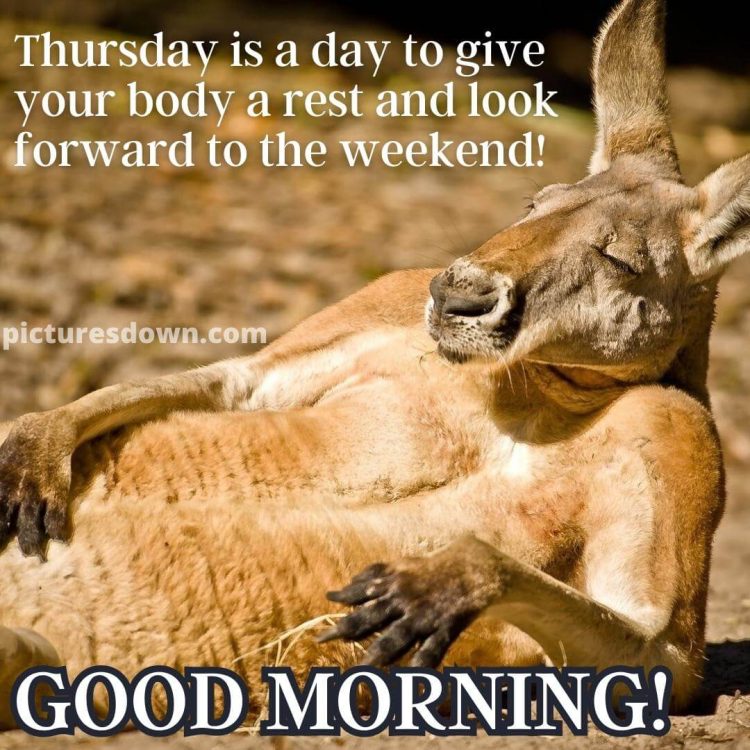 Good morning thursday funny picture kangaroo free download