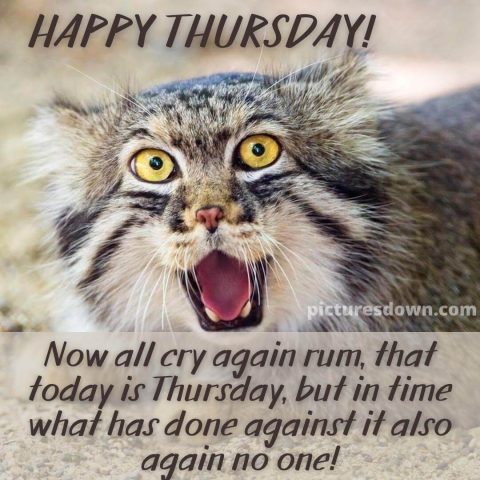 Good morning thursday funny picture screaming cat free download