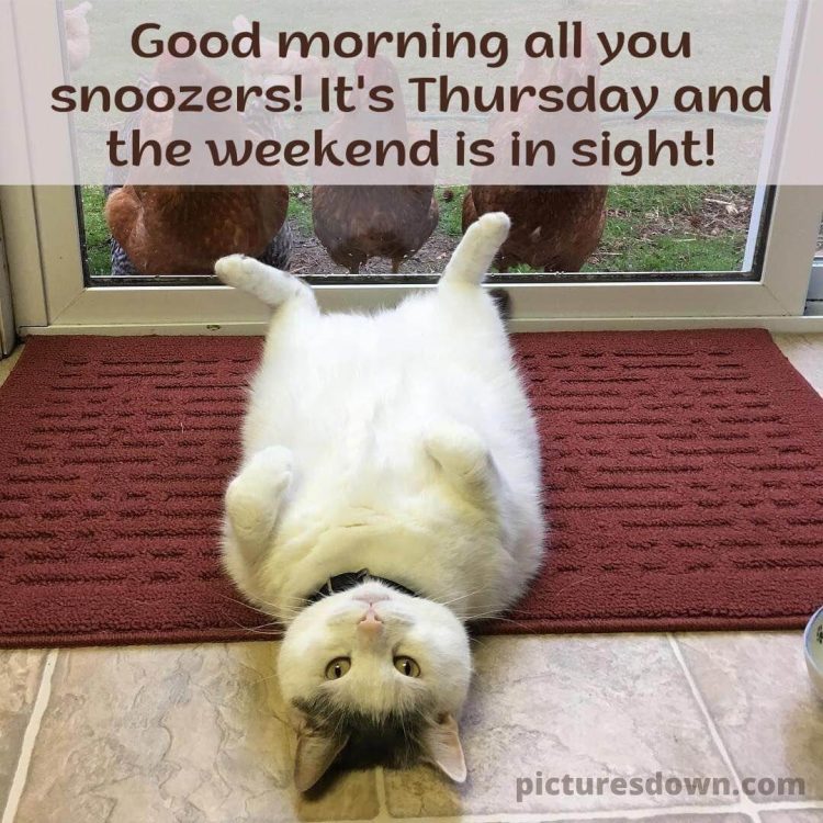 Good morning thursday funny picture cat and chickens free download