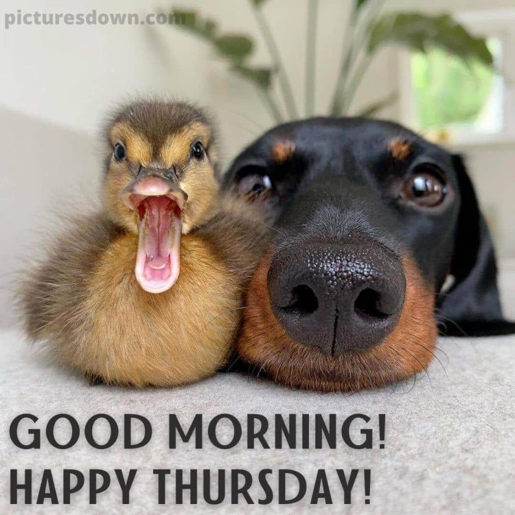 Good morning thursday funny picture dog and duck free download