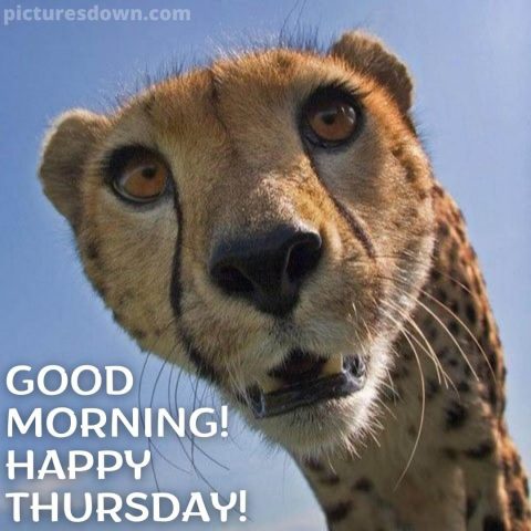 Funny thursday image cute cheetah free download