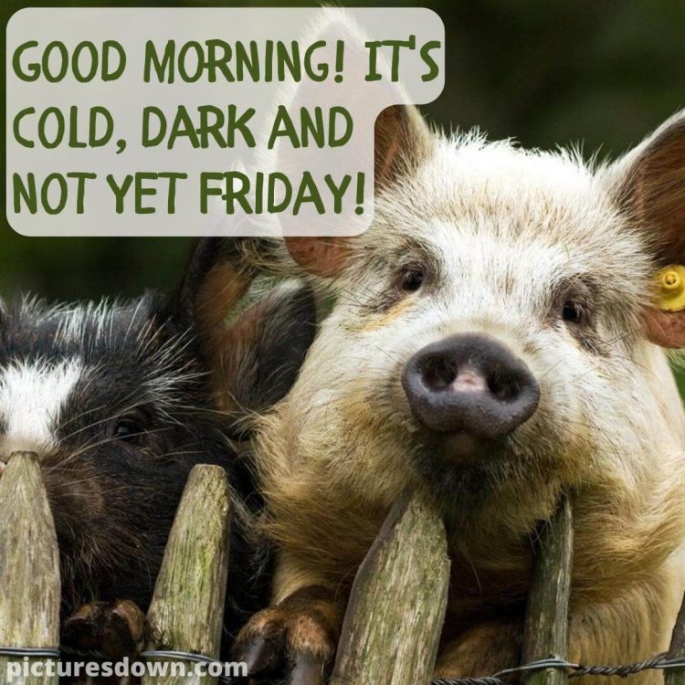 Good morning thursday funny picture pig free download