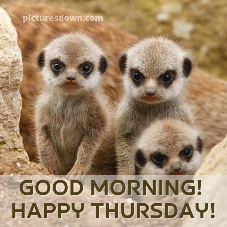Funny thursday image meerkats free downloadя