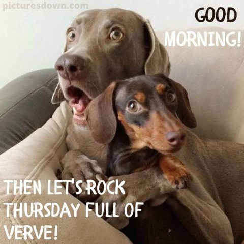 Funny thursday image two dogs free download