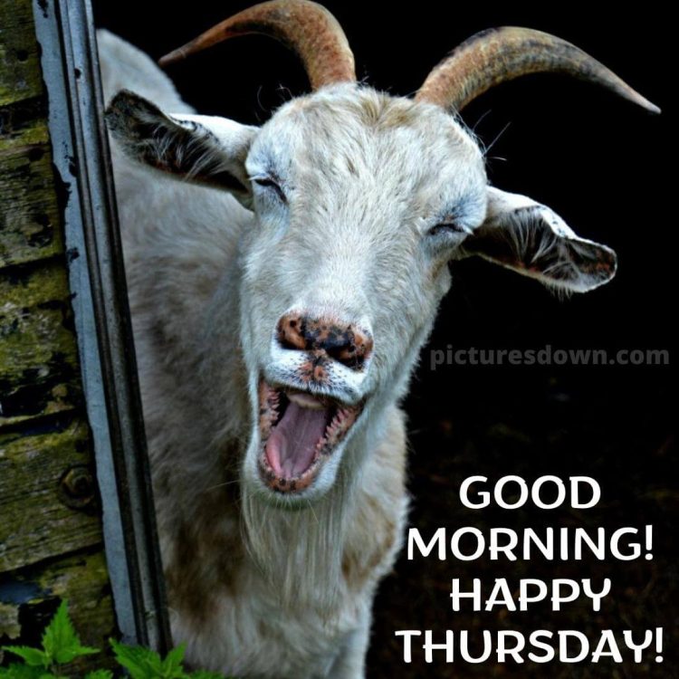 Funny thursday image horned goat free download