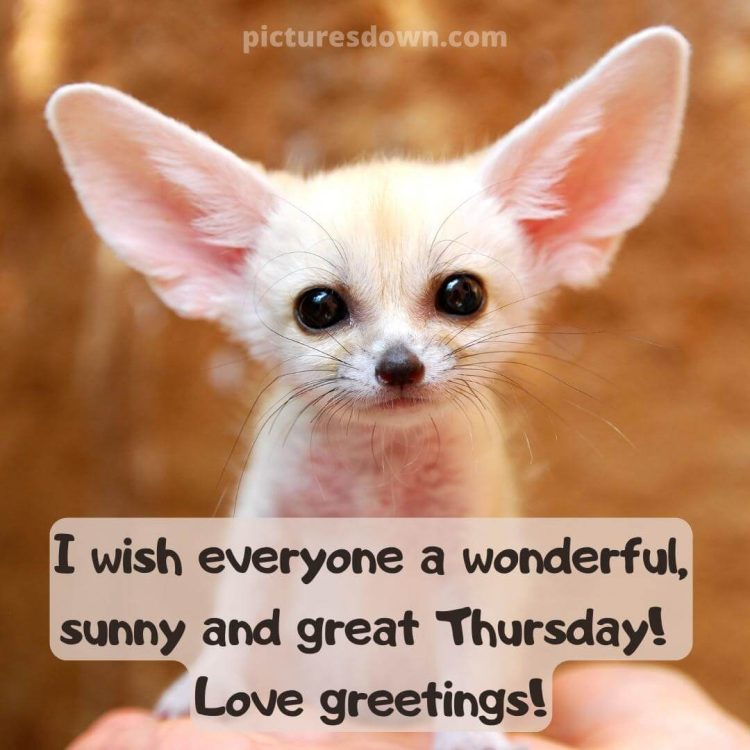 Thursday images funny fennec fox free download