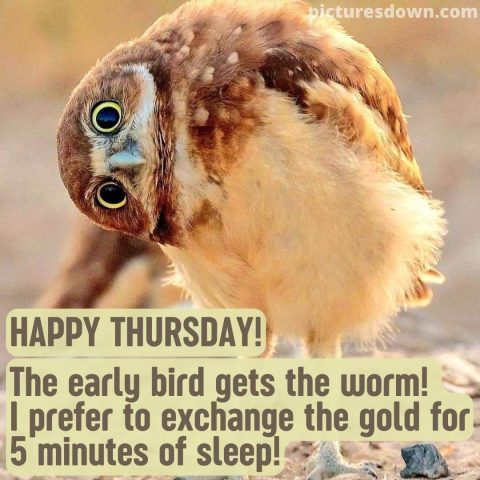 Thursday images funny owl free download