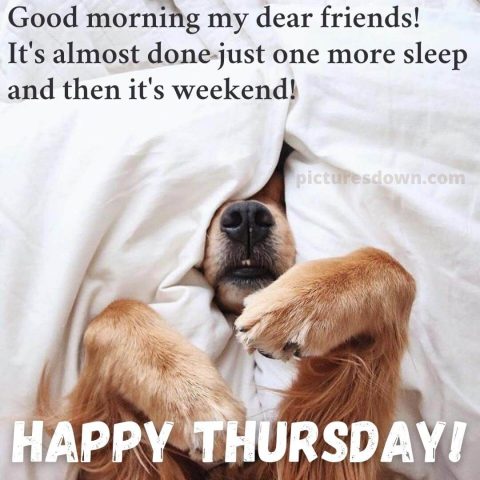 Good morning thursday funny picture dog in bed free download