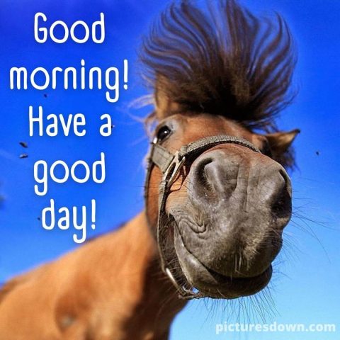 Thursday images funny horse free download