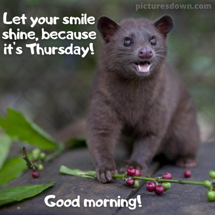 Thursday images funny musang free download