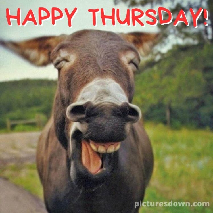Thursday images funny donkey free download