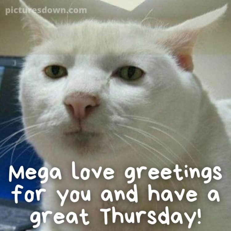 Thursday images funny white cat free download