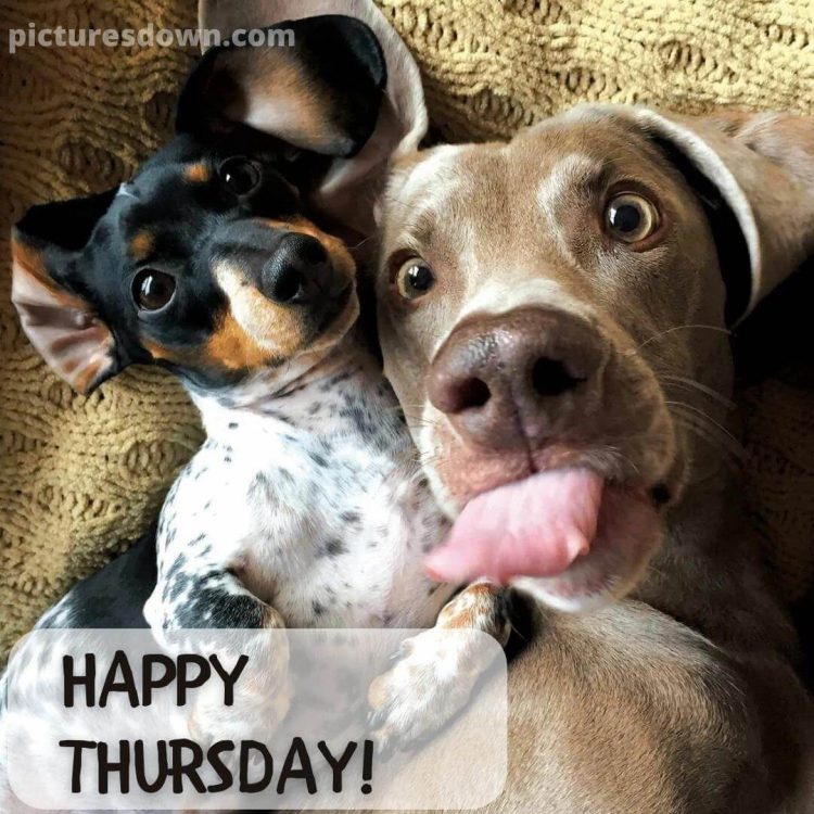 Thursday images funny cute dogs free download