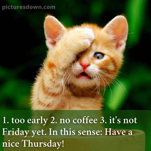 Good morning thursday funny picture cat free download