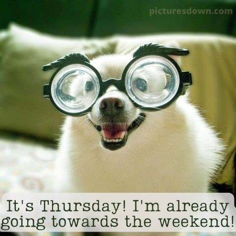 Good morning thursday funny picture dog with glasses free download