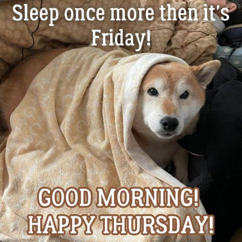 Good morning thursday funny picture dog under the blanket free download