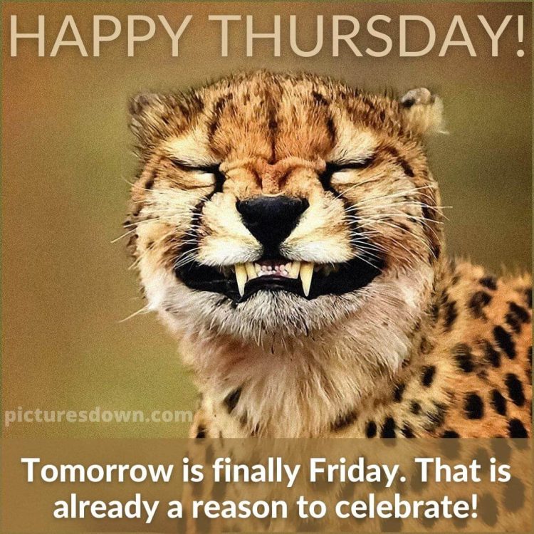 Good morning thursday funny picture cheetah free download