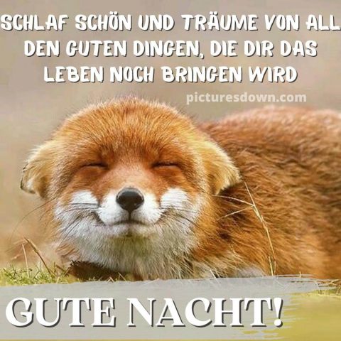 Gute nacht bild neu Fuchs kostenlos