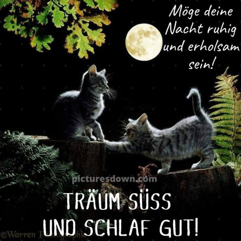 Gute nacht bild neu Mond kostenlos