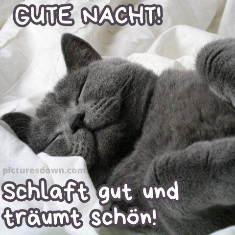 Gute nacht bild neu Katze im Bett kostenlos