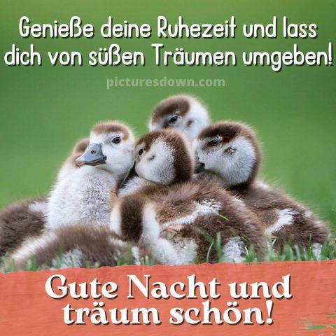 Gute nacht bild neu Enten kostenlos