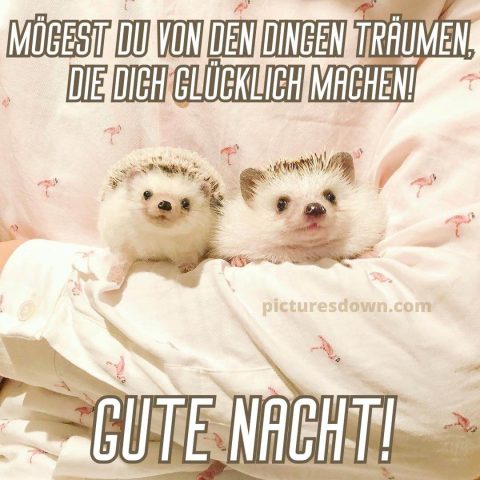 Bild gute nacht zwei Igel kostenlos