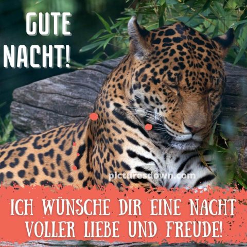 Bild gute nacht Leopard kostenlos