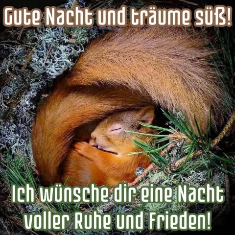 Gute nacht bild neu schlafendes Eichhörnchen kostenlos