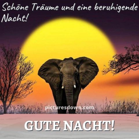 Gute nacht bild neu Elefant kostenlos