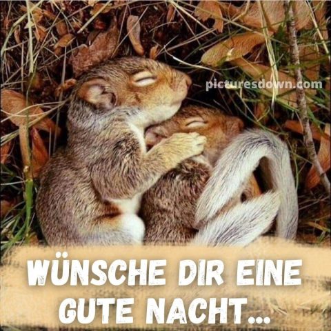 Gute nacht bild neu zwei Eichhörnchen kostenlos