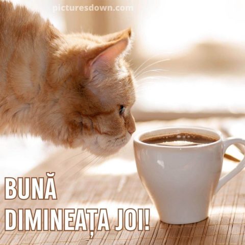 Buna dimineata joi la cafea imagine pisică descarcă gratis